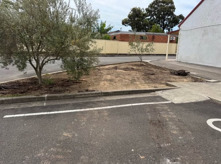 Empty parking lot with olive tree and landscaped area bounded by concrete curb, commercial landscaping Warwick Farm